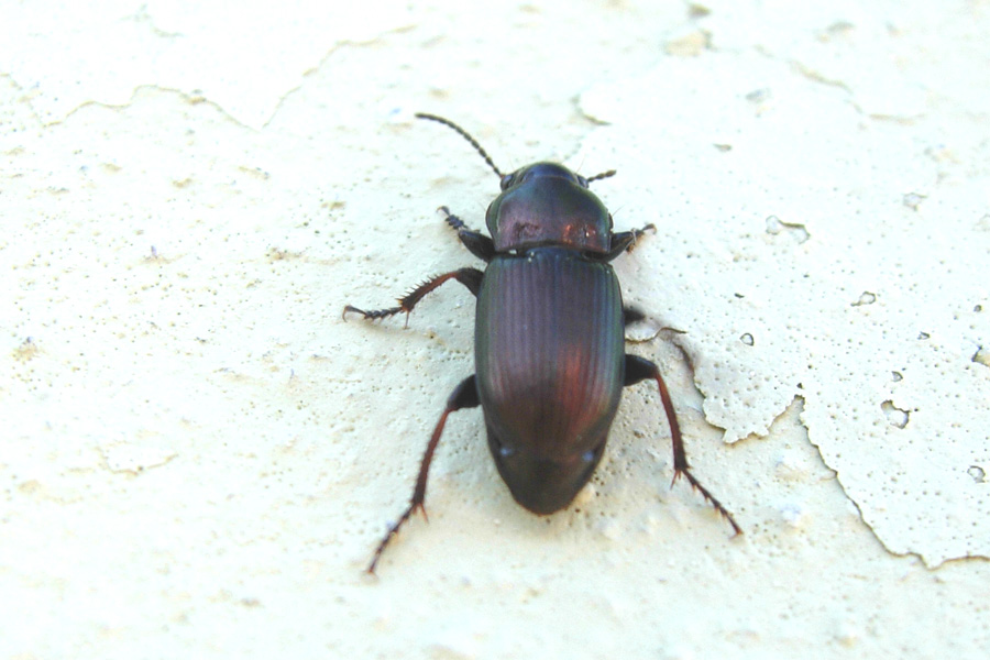 Harpalus sp.